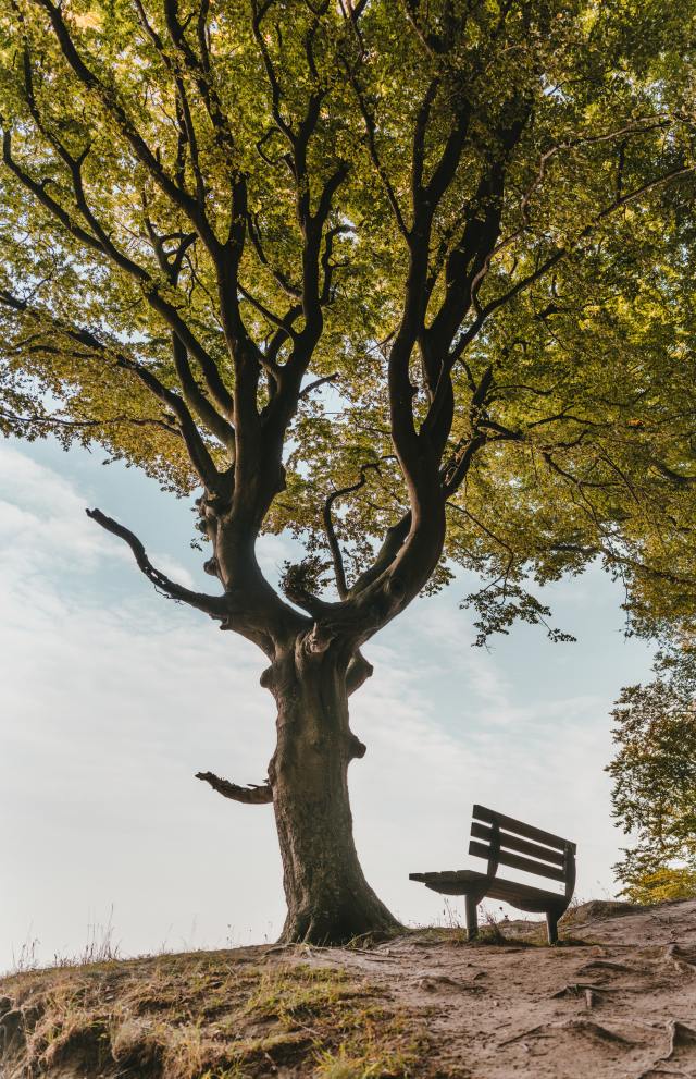 Photo by Felix Mittermeier from Pexels brown-bench-beside-tree-1459497